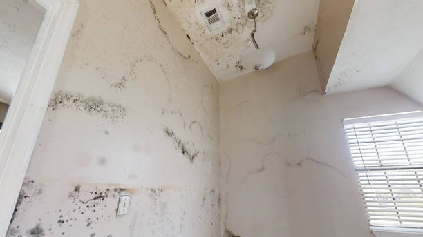 Best Mold Damage Restoration  in Barrett, TX