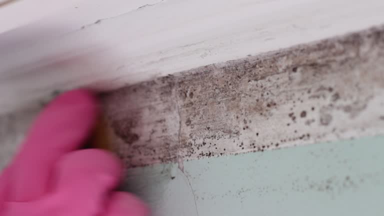 Best Commercial Mold Inspection  in Barrett, TX